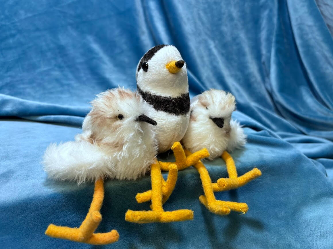 Piping Plover Family Plush